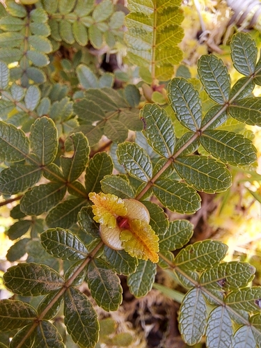 Weinmannia pinnata - Whole tree