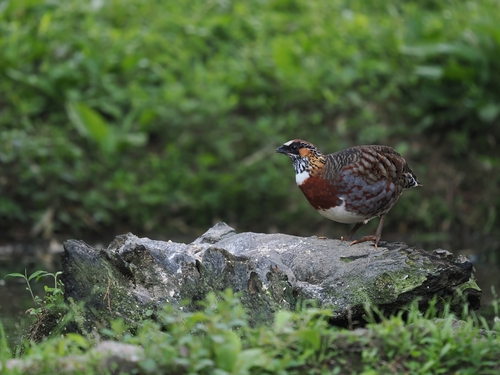 Sichuan Partridge (Arborophila rufipectus)