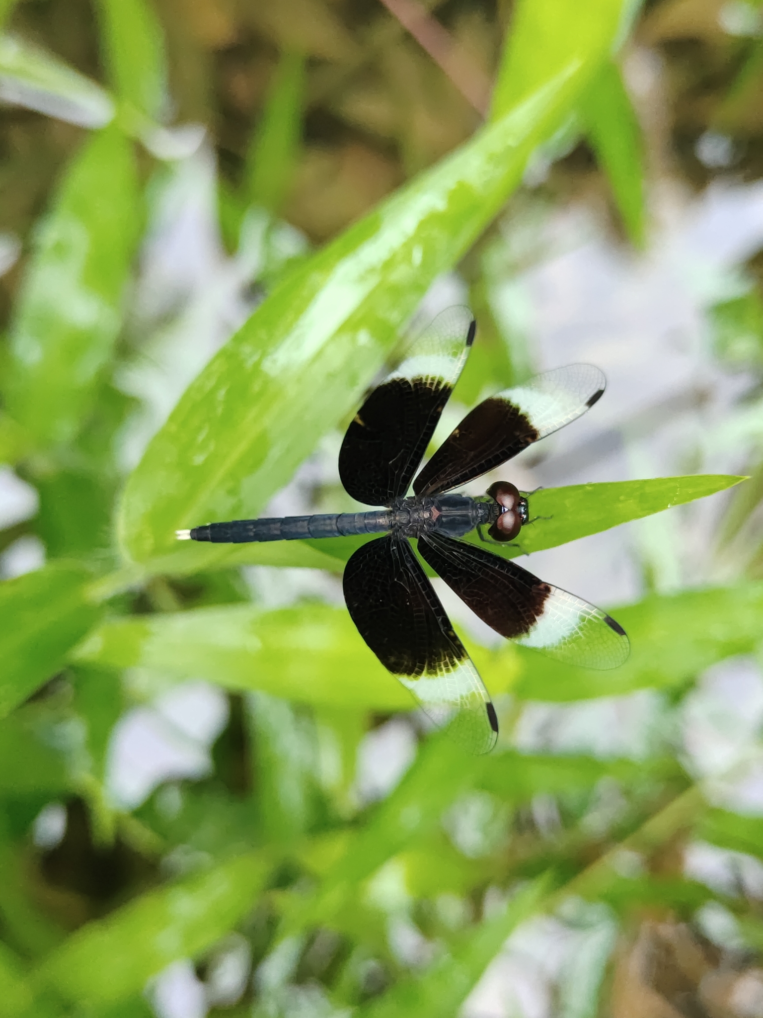 Pied Paddy Skimmer