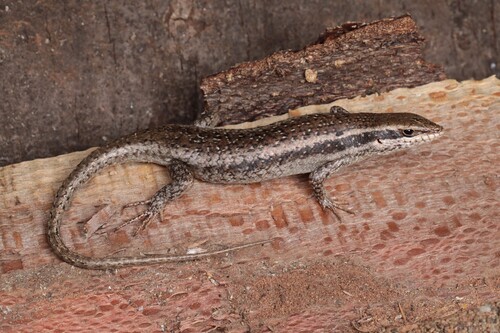 Trachylepis attenboroughi
