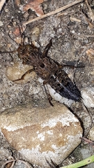 Ontholestes tessellatus