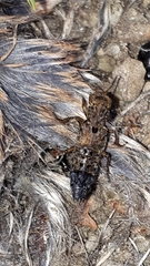 Ontholestes tessellatus