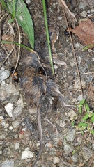 Ontholestes tessellatus