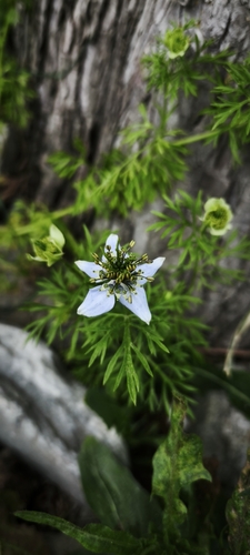 Nigella (Nigella sativa)