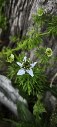Nigella sativa, photograph 2
