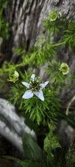 Nigella sativa, photograph (c) kardelen, some rights reserved (CC BY)
