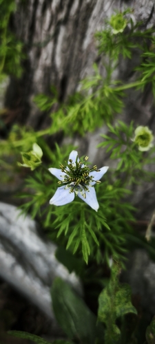 Nigella sativa, photograph 3