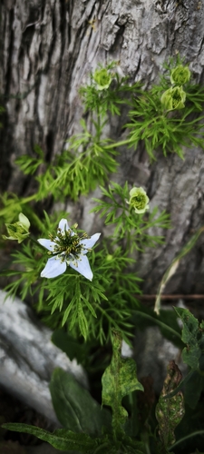 Nigella sativa, photograph 4