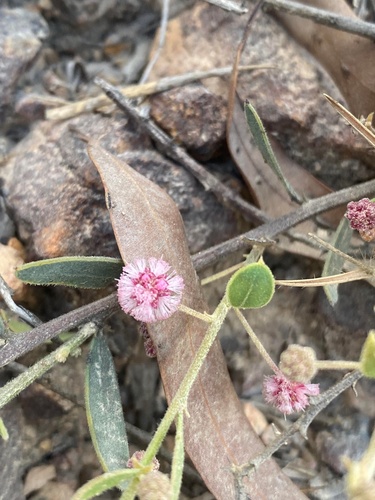 Acacia purpureapetala, 2024-04-12