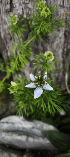 Nigella sativa, photograph 5
