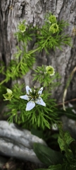 Nigella sativa, photograph (c) kardelen, some rights reserved (CC BY)