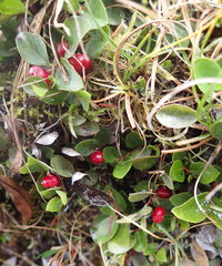 Gaultheria humifusa