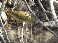 Phylloscopus ibericus