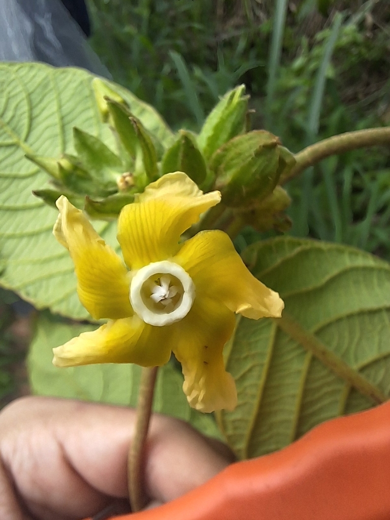 Prestonia bahiensis