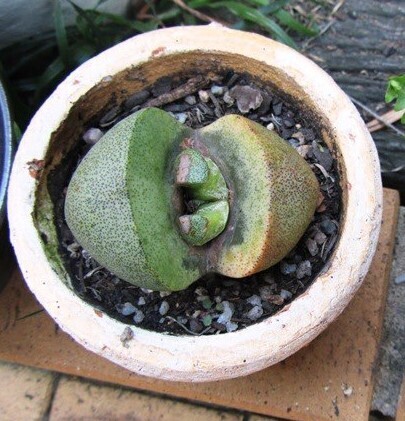 Pleiospilos simulans (Marloth) N.E.Br.
