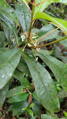 Tasmannia piperita (Tasmannia piperita)