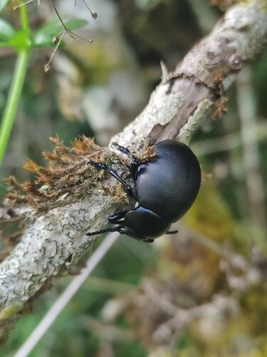 Timarcha tenebricosa