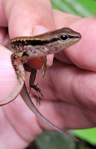 Kinabalu Forest Skink