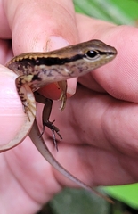 Kinabalu Forest Skink