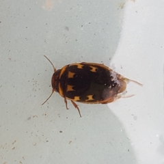 Platambus maculatus
