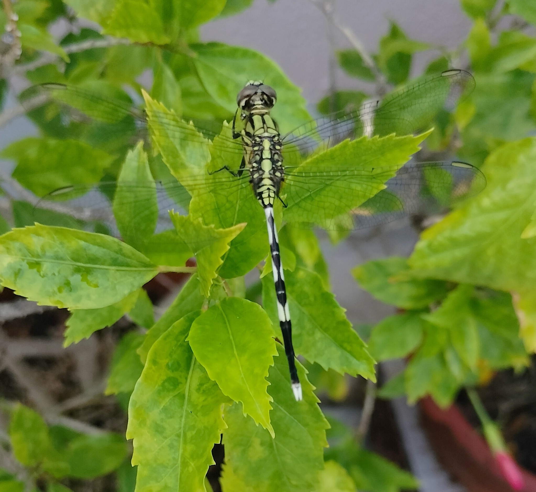 Slender Skimmer