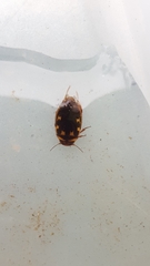 Platambus maculatus