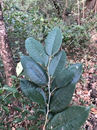 Brosimum alicastrum - Leaves