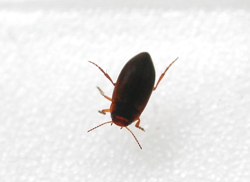 Hydroporus ijimai