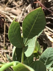 Searsia zeyheri