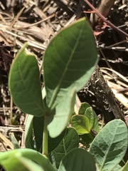 Searsia zeyheri