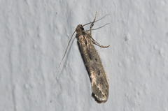 Tinea pallescentella