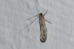 Tinea pallescentella