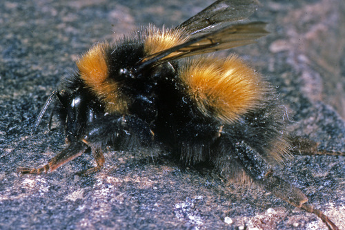 High Arctic Bumble Bee (Bombus natvigi) · iNaturalist Canada