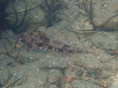 Gobius cruentatus