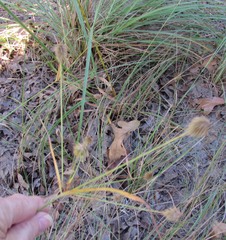 Cyperus plukenetii