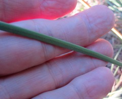 Cyperus plukenetii