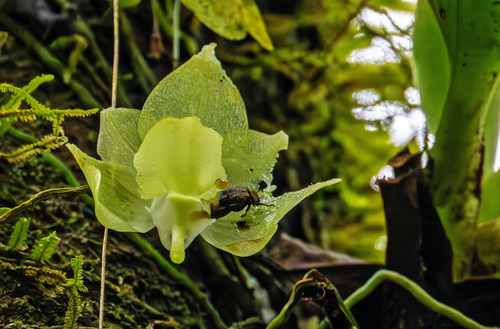 Aeranthes ramosa Rolfe