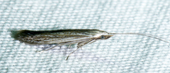 Coleophora quadruplex