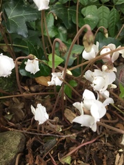 Cyclamen