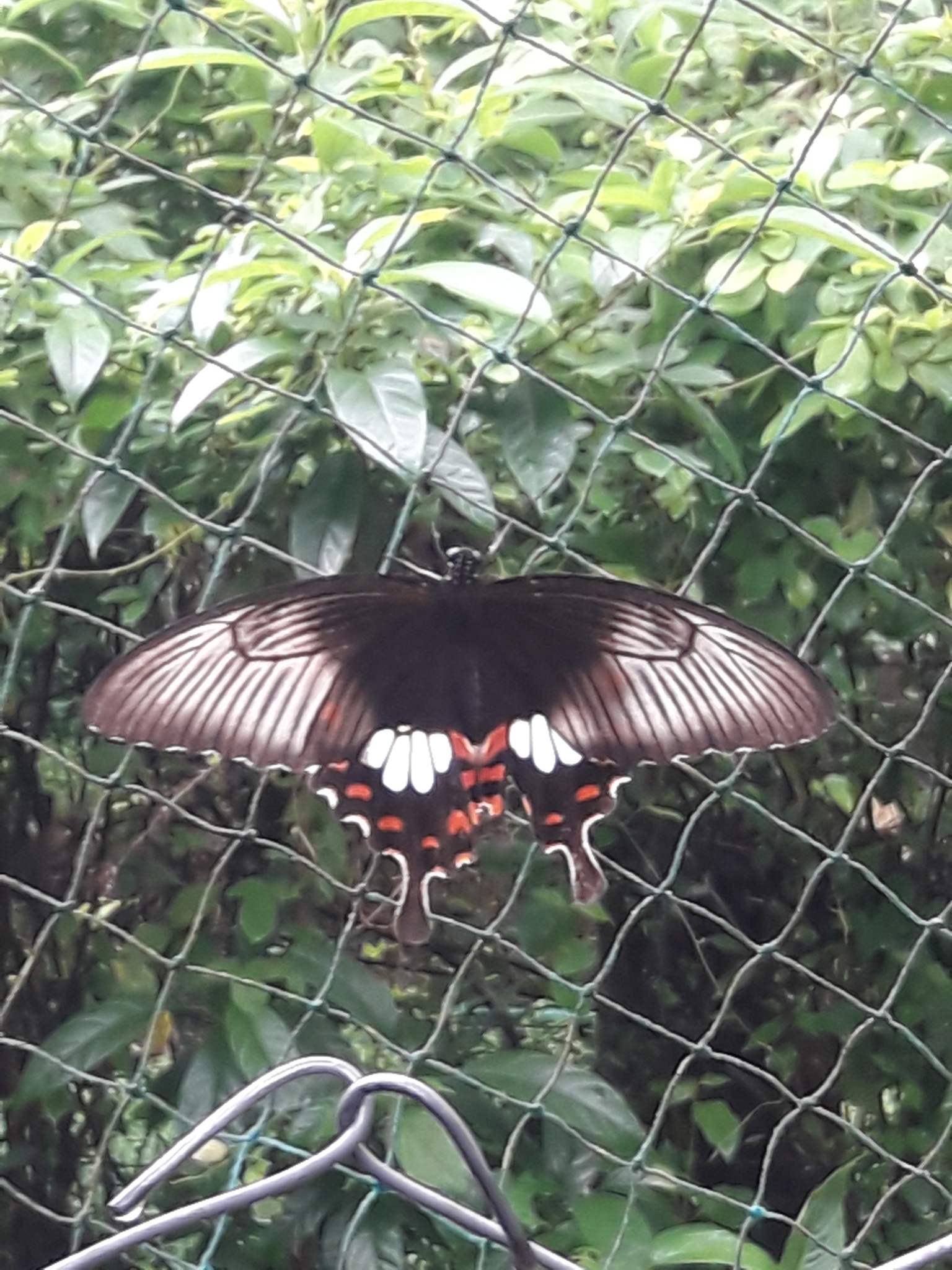 Common Mormon