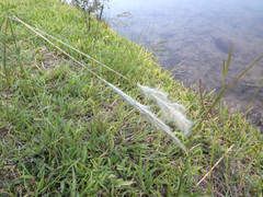 Bothriochloa torreyana