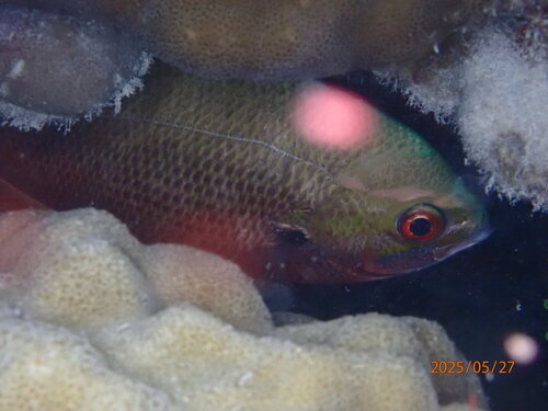 Yellowtail Fusilier
