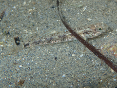 Pomatoschistus pictus