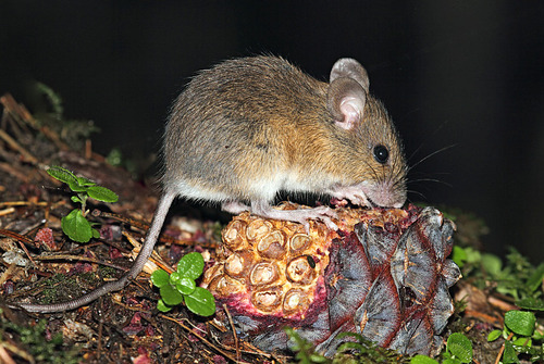 Korean Field Mouse