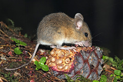 Korean Field Mouse photo 3