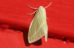 Chlorosea margaretaria