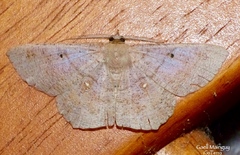 Petelia medardaria