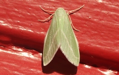 Chlorosea margaretaria