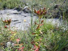 Hypericum linarioides