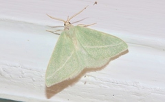 Chlorosea margaretaria